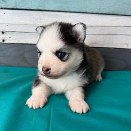 Mascarade - Black and white female Pomsky puppy in Krum, Texas from Paw-Some Pomskies