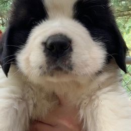 Saint Bernard Puppies from Fletchers Saints