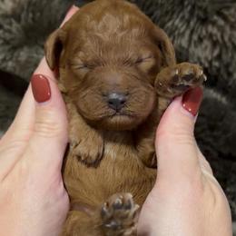 Red Girl 3800free delivery - Red  female Goldendoodle puppy in Mayfield, Utah from Ruff Country Doodles