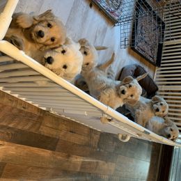 Goldendoodle Puppies from Dood Ranch Doodles