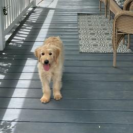 Hope - Goldendoodle