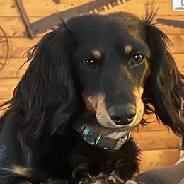 Marley - Dachshund