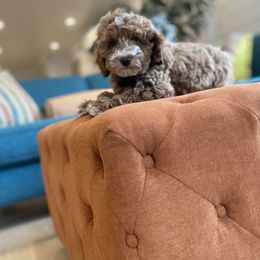 Goldendoodle and Havapoo Puppies from Lady Paws Puppies