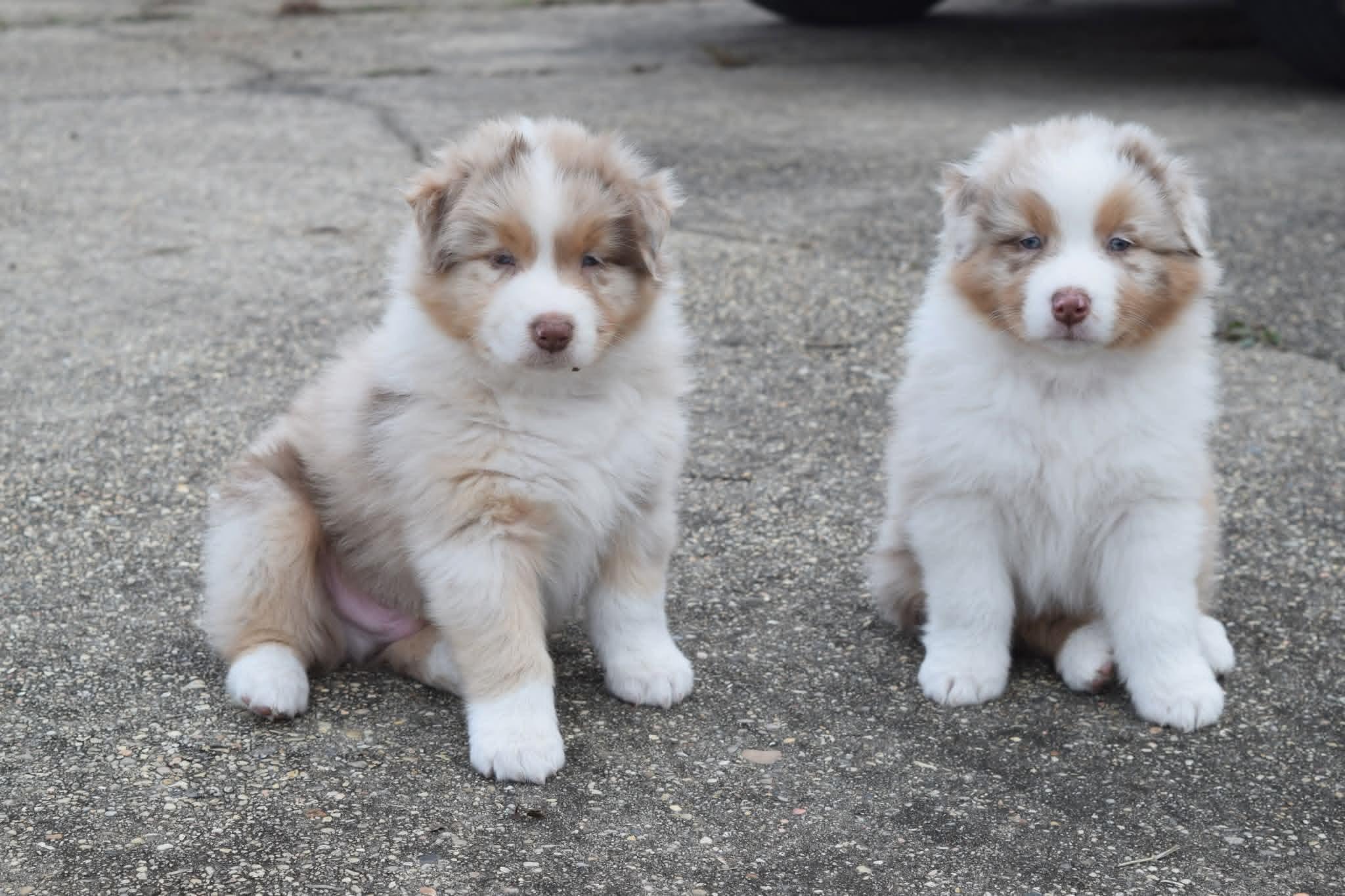 Sheppard Dogs Ranch Bon Temps Ranch in Mississippi | Australian Shepherd puppies | Good Dog