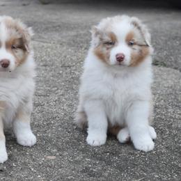 Australian Shepherds from Bon Temps Ranch