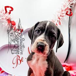 Chevelle - Mantle female Great Dane puppy in Prairieville, Louisiana from Southern Barron Danes & Dachshunds