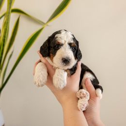Moose - male Golden Mountain Doodle puppy in New River, Arizona from Sonoran Standard Doodles