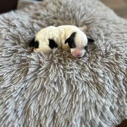 Blythe - Black and white female Cavapoo puppy in Thorndale, Texas from Hattie’s Texas Cavapoos