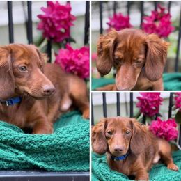 Valentine - Dachshund