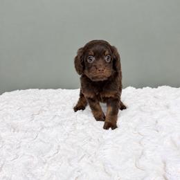 Morticia - Chocolate female Cavapoo puppy in Springfield, Ohio from Dawson & Daryn's Royal Companions