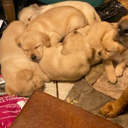 Labrador Retrievers from Circle S Labs