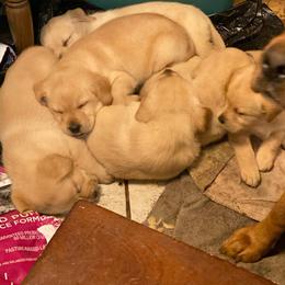 Labrador Retrievers from Circle S Labs