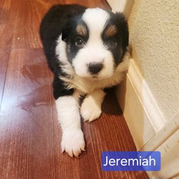 Jeremiah - Black tri male Miniature American Shepherd puppy in Longview, Washington from Rainy Rivers Farms