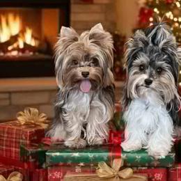 Biewer Terriers and Yorkshire Terriers from Judy McCallum