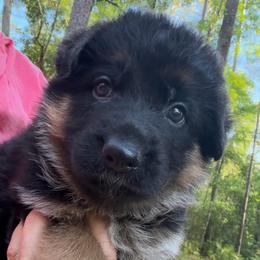 Female 2 - Black and red female German Shepherd puppy in Brooksville, Florida from Vom Hundhaus Shepherds