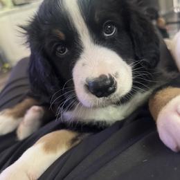Bernedoodle Puppies from Cove Creek Companions