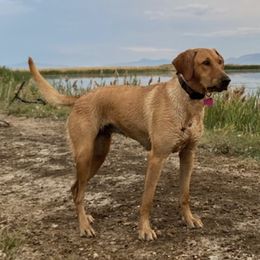 Lexi - Labrador Retriever