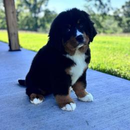 Bee - Black rust and white female Bernese Mountain Dog puppy in Mountain Grove, Missouri from CreekTop