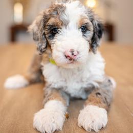 Boy 6 - male Bernedoodle puppy in Chandler, Arizona from Phoebe's Bebies