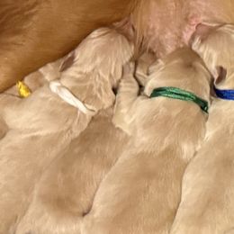 Miss Purple - Golden female Golden Retriever puppy in Havana, Florida from Golden Gems