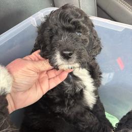 Boudreaux - Black and white male Aussiedoodle puppy in Bridge City, Texas from My Amis AussieDoodles