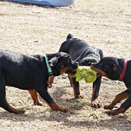 Rottweiler and Shetland Sheepdog Puppies from Mountain High Kennels