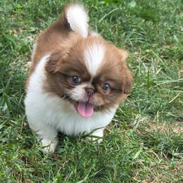 Scooby - Red sable male Pekingese puppy in Winchester, Virginia from Posh Pekingese
