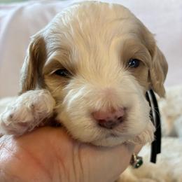 Stormy - Red and white female Cockapoo puppy in Adrian, Oregon from ApplebyFarm