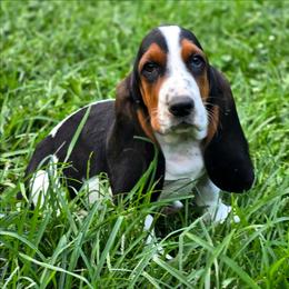 Lucy - Black brown and white female Basset Hound puppy in West Chester, Ohio from Bed-N-Bassets