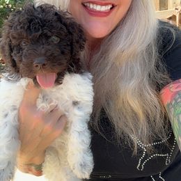 Lupo - Brown roan male Lagotto Romagnolo puppy in Chico, California from Anna’s Lagottos