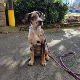 Catahoula Leopard Dog, Goldendoodle, Poodle, and Sheepadoodle Puppies from Prospect Catahoula Farms, LLC