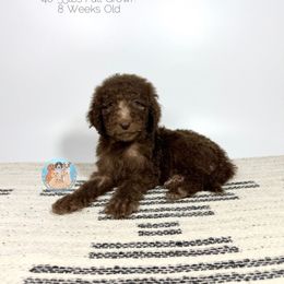 Tootsie - Chocolate female Goldendoodle puppy in Southwest Ranches, Florida from Dandy Doodle Ranch