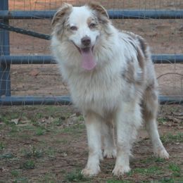 Walker - Australian Shepherd