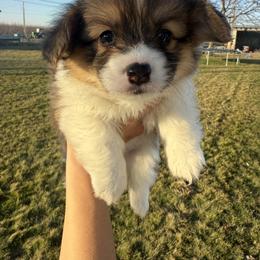 Yellow - Red female Pembroke Welsh Corgi puppy in Eltopia, Washington from PNW Pup Co.