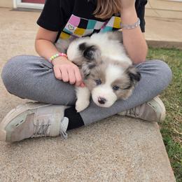 Woody - Blue merle male Border Collie puppy in Ripley, Oklahoma from Adventure5 Border Collies