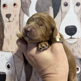 Girl 3 - female Goldendoodle puppy in Placerville, California from New Dawn Poodles and Doodles