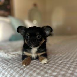 Starry - Black and tan female Chihuahua puppy in Burleson, Texas from Luxe Paradise House of Chi
