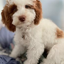 Ruthie - Goldendoodle