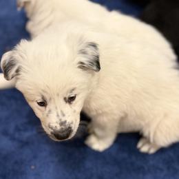 Spot - White ticked male Border Collie puppy in Salem, Indiana from Hidden Creek