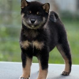 Jedi - Black and tan male Shiba Inu puppy in Cincinnati, Ohio from Timberwood Paws