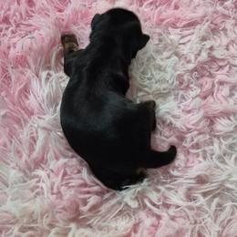 Puppy 2 - Parti female Yorkshire Terrier puppy in Newnan, Georgia from Yorkie Tales