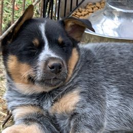 Australian Cattle Dog Puppies from Home Grown Heelers