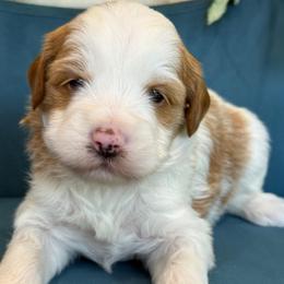 Nora - Parti female Goldendoodle puppy in Yuciapa, California from AlltheDoodlez_