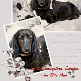 Ellie - Dachshund