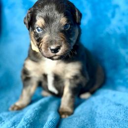 Tan collar - Black tri male Miniature Australian Shepherd puppy in 32046, Florida from River Hill Ranch