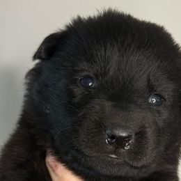 Vixen (purple collar) - Black female German Shepherd puppy in Canterbury, Connecticut from Nachtwaechter German Shepherds, LLC