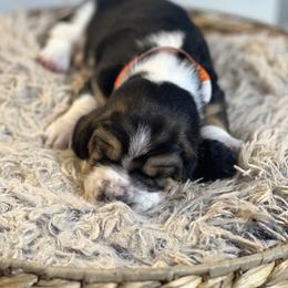 Gobbler - Black brown and white male Basset Hound puppy in Lone Jack, Missouri from Wee Little Bassets