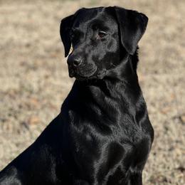 Visa - Labrador Retriever