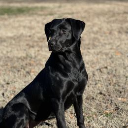 Visa - Labrador Retriever