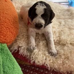Red collar girl - Brown roan female Lagotto Romagnolo puppy in Farmington, New Hampshire from Millie Grace Haven
